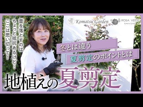 【バラの剪定】地植えの夏剪定