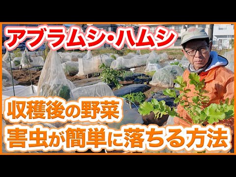 家庭菜園や農園で収穫後の野菜に付いている害虫を簡単に落とす方法！野菜を自宅に持ち帰る前にアブラムシやハムシを撃退！【農園ライフ】