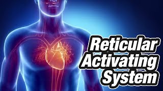 Reticular Activating System: Reticular Activating System/ RAS / Functions of Reticular Formation