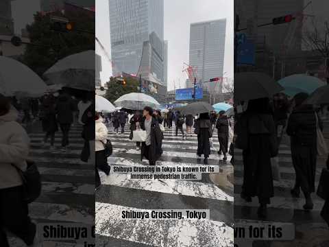 Embracing the iconic Shibuya Crossing #shibuyacrossing #shibuya #tokyojapan