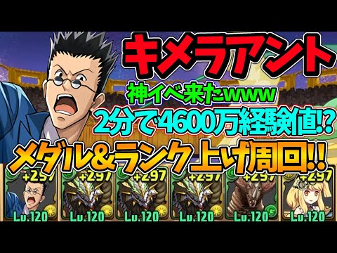 【ランク上げ】キメラアントを片サレレオリオ編成で周回！1周2分でランク経験値4600万！？おまけにピィまで付いてくるってマジか…【パズドラ】【ハンターハンターコラボ】