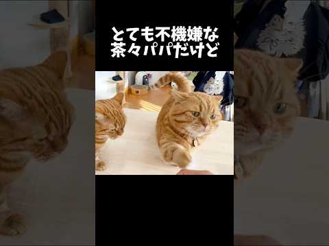 とても不機嫌でも言われてないのにハイタッチを決めるパパ猫 #マンチカン #shorts