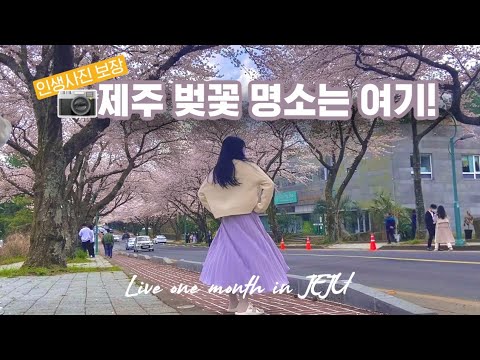 제주 한달살기 브이로그 | 벚꽃 명소 🌸 | 정석 비행장 가시리 사거리 & 제주대학교 아라캠퍼스 | 유랑노니