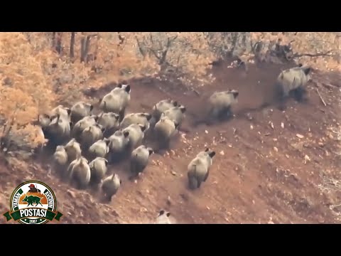 AWESOME WILD BOAR HUNT - 550 METREDE DOMUZ VURMAK!