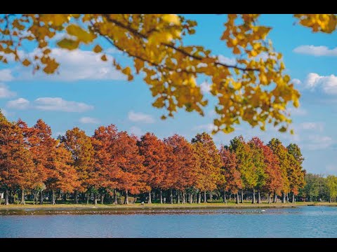 FUJIFILM 大三元ズームレンズで紅葉が綺麗な水元公園をお散歩