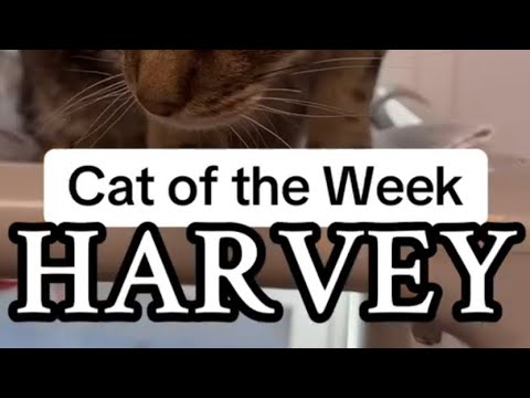 Cat of the Week ~ Harvey