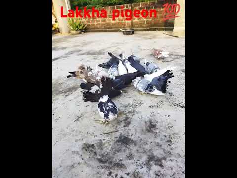 #new #pigeon #bird #trending #viral#kabutar #lakkha #short #video💯💕❤🦚🕊