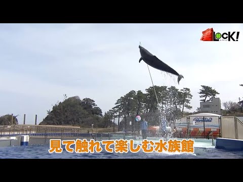 凄ロック！【越前松島水族館】