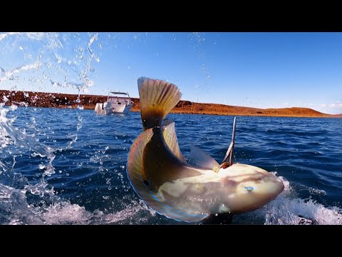 Fishing Australia | Spearfishing and Catching Squid