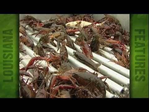 Crawfish Expo in Rayne (2006)