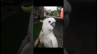 Female pet bird vs male pet bird #edit #shorts #phonk