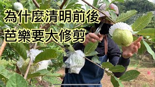 想要芭樂脆甜又好吃 ,  這個季節一定要大修枝