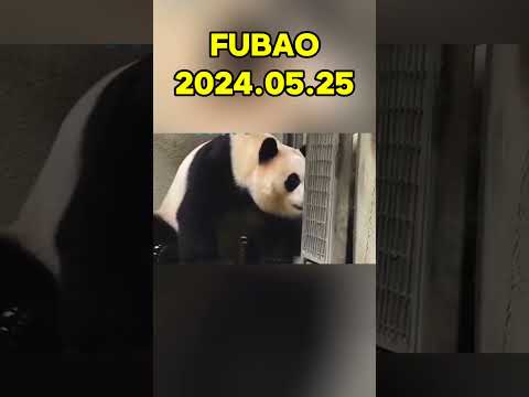 🐼FUBAO，2024.05.25