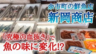 【北海道】余市の新岡商店🐟津本式究極の血抜き認定の店！旬の魚介類も豊富🤩