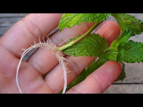 Mint plant | How to plant mint |Easy way to grow mint from cuttings, Only a small cup of water on it