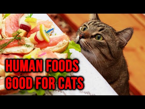 10 Human Foods That Are Actually Good For Cats