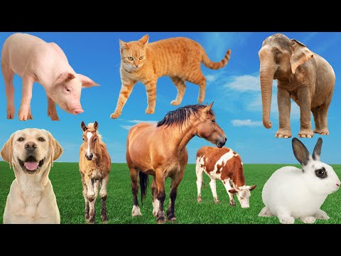 Wild animal sounds, familiar animals: Elephant, Dog, Horse, Cow, Cat, Rabbit...