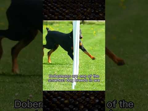 Doberman Pinscher in 30 Seconds: 🐾🐶 #doglover #dogshorts #doberman #shorts