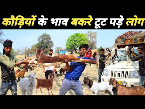 गाड़ी से उतरते ही बकरी खरीदने उमड़ी लोगों की भीड़ | बकरियों की होम डिलीवरी | goat kaha se kharide