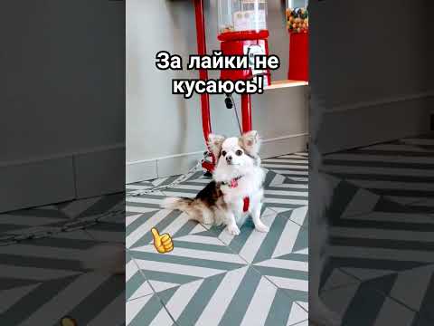 Не кусаюсь #забавныеживотные #милота