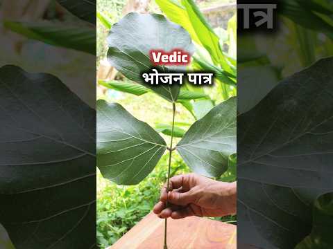 वैदिक भोजन पात्र- Palash leaf Benefits #shorts