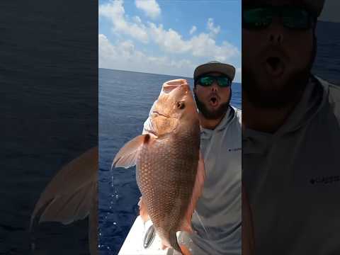 2023 Red Snapper Opener was a banger!! New video coming soon!! #shortvideo #fishing #gulfofamerica