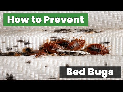 How to Prevent Bed Bugs Before They Invade Your Home