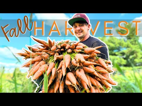 BOUNTIFUL Fall Garden Harvest: Over 600 POUNDS of Food in the Cellar!