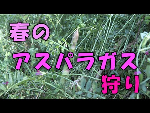 【アスパラガス】冬を乗り越え春のアスパラガス狩り