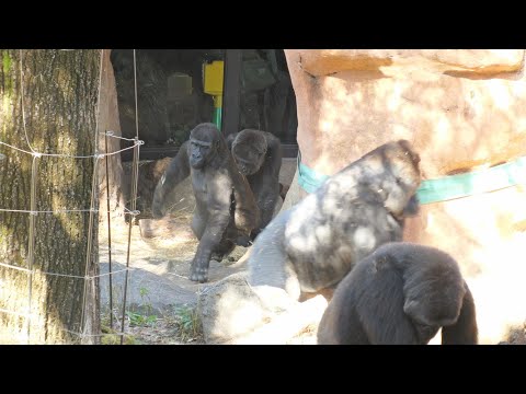 Haoko running away from Riki, 　Ueno Zoo, Gorilla, 202411