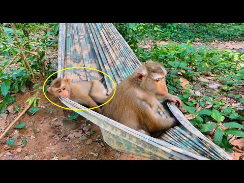 Really strange Pregnant Mom Libby Loves to relax in a hammock with Tiny LEO & Rainbow during the day