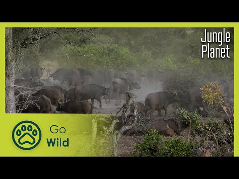 The Dark Jungle: Equatorial African Forests | Jungle Planet 19/26 | Go Wild