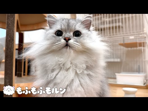 ごはん前に繰り返される猫の謎行動 【サイベリアン】