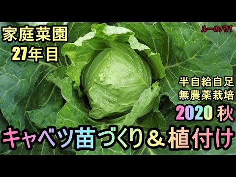 【胚軸切断キャベツの苗づくりと植付けノウハウ 2020秋】家庭菜園27年目 無農薬 半自給自足