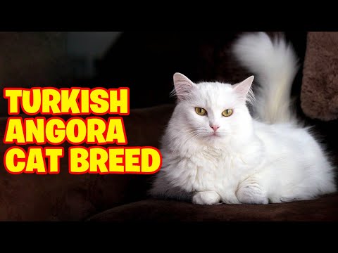 Turkish Angora Cat Breed 101