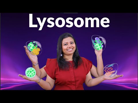 Lysosomes