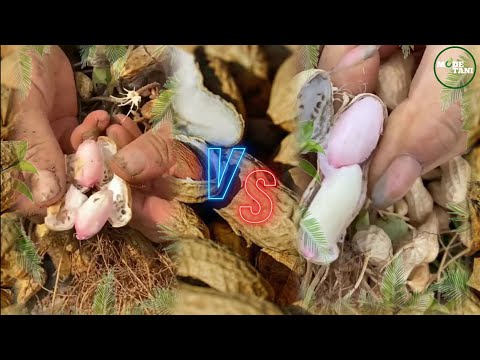 THE PROCESS OF HARVESTING PEANUTS UNTIL THE MANUAL AND MACHINE PEANUT SHELLING PROCESS