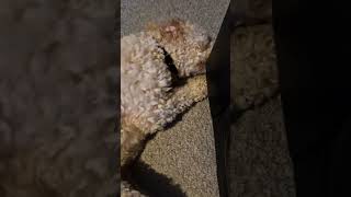 max gets his sock #cockapoo #dog #fluffydog #maxthedog #adorabledog #dogplaying #maxthepoo  #sock