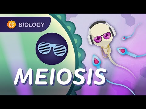 Meiosis: Why Are All Humans Unique?: Crash Course Biology #30