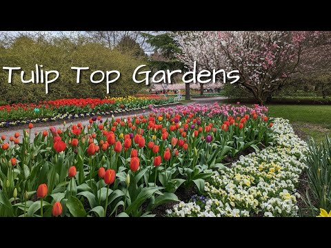 Tulip Top Gardens Canberra Australia