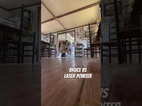 Today on the Homestead: Bruce the Anatolian Shepherd vs. Laser Pointer | Funny Dog Moment #shorts