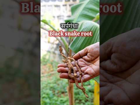 Episode-105 of Vedic Recipes (सर्पगंधा ) Black snake root for treating depression, anxiety, panick