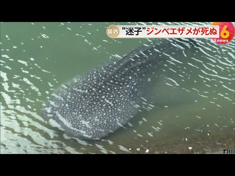 “迷子”のジンベエザメ死ぬ…大阪の水族館「海遊館」の「海くん」と確認　10月3日に高知県沖で放流した個体　愛媛・宇和島市