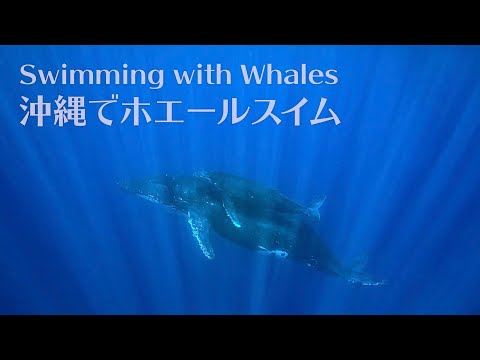 Swimming with Wild Humpback Whales in Okinawa