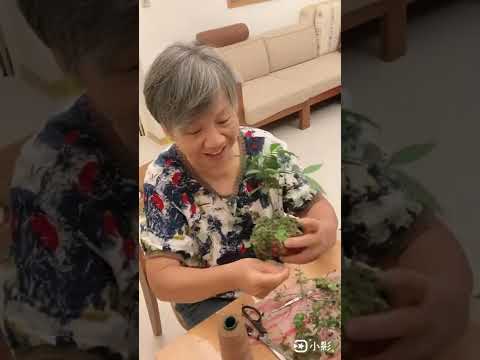 植物水苔球DIY