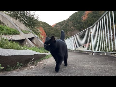 坂道で追いかけてくる黒ねこちゃん　No.８２１　に　２０２４年　１２月８日　１６：００　のくろねこちゃん　black cat