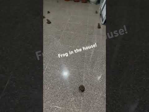 FROG IN THE HOUSE I PARADE OF FROGS? VERY CUTE FROG #share  #viral  #like  #frogs  #animals  #fun