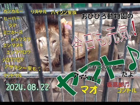 おびひろ動物園　ヤマトもマオもジャックもみんな元気だ♬キャプションゼロの日♬2024年8月22日だよ♪