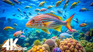 Aquarium 4k VIDEO (ULTRA HD)  - Captivating Moments with Beautiful Coral Reef Fish - Relaxing music