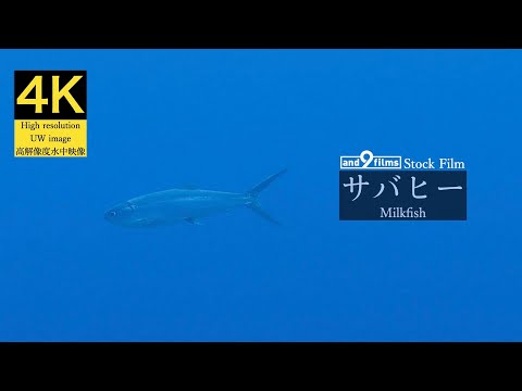 【4K 水中映像】サバヒー / Milkfish / Chanos chanos